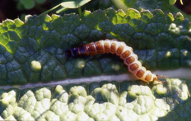 Larve di coleotteri